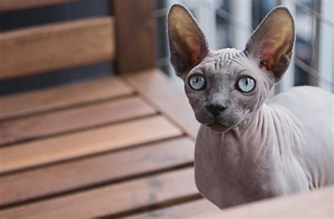 10 Things To Know About Hairless Cats