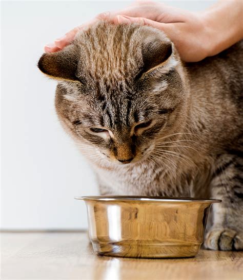 Do cats need wet food. Ask a Vet: Would You Recommend Wet Food or Dry Food for ...