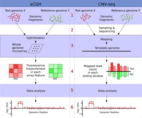 Cnv Seq A New Method To Detect Copy Number Variation Using High