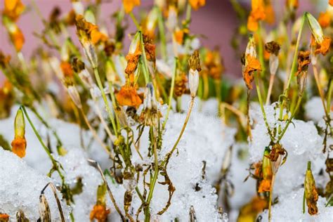 Yellow Flowers With Leaves Frozen Under The Snow In Late Autumn Early