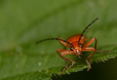 Common Red Soldier Beetle Rhagonycha Fulva Richard Mcmellon Flickr