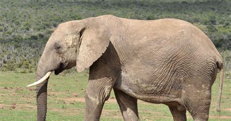 El Elefante Africano Podría Desaparecer De Gran Parte Del Continente En