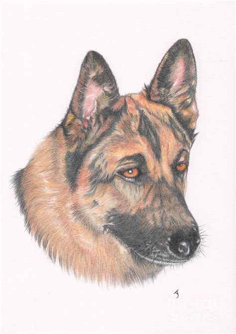 German Shepherd Dog Drawing By Yvonne Johnstone