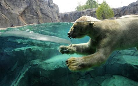 Water Ice Animals Zoo Underwater Polar Bears Split View
