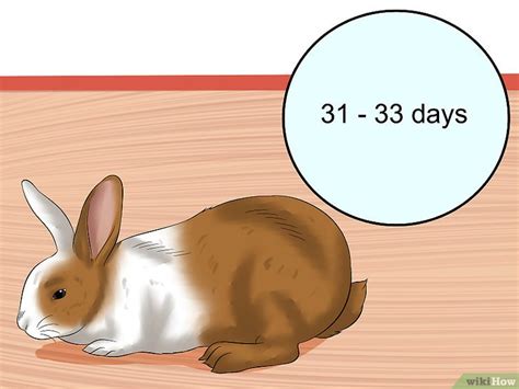 Ask a rabbit vet now. Come Prendersi Cura di una Coniglia Gravida: 9 Passaggi