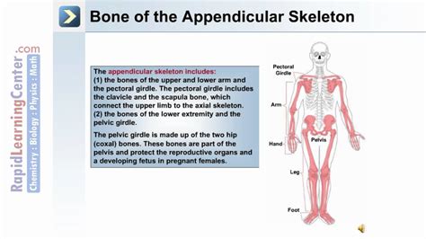 The Skeletal System 2 What Is Appendicular Skeleton Youtube