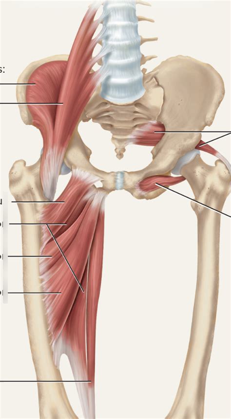 Deep Pelvic And Thigh Muscles Diagram Quizlet