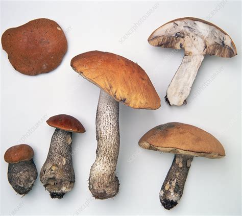 Orange Birch Bolete Mushroom Stock Image C0539029 Science Photo