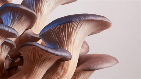 Time Lapse Blue Oyster Mushroom Grow Kit Youtube