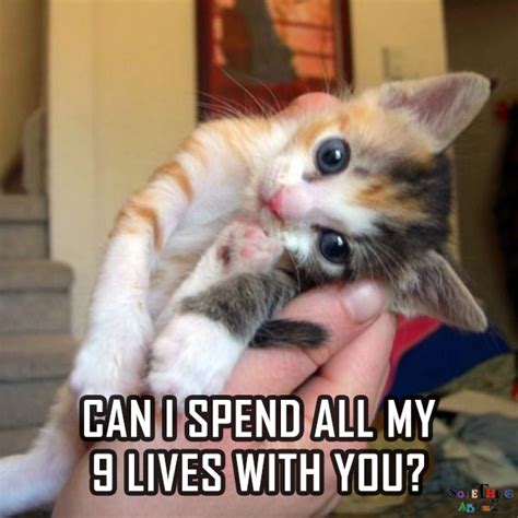 Crazy Cat Lady Crazy Cats Animals And Pets Cute Animals Funny