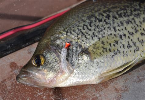 Crappie Fishing How To Find Em After Cold Front Game And Fish
