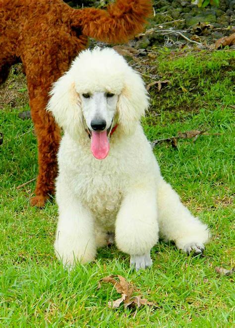 The Standard Poodle Profile Health Issues About Standard Poodles
