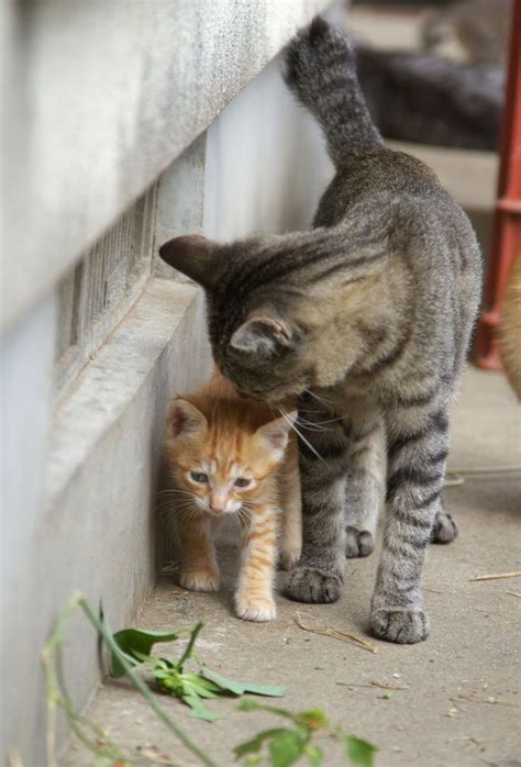 347 Best Images About Mother Cat And Kittens On Pinterest