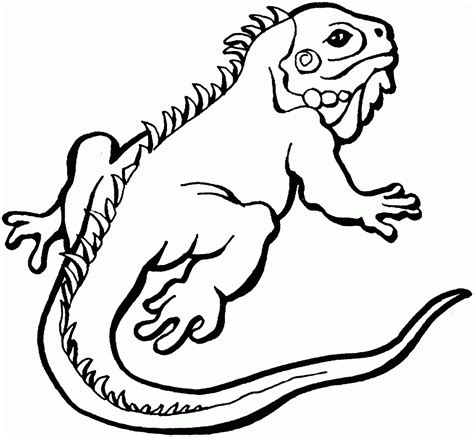 Desenho De Iguana Para Colorir Pintar Imprimir Ou Preparar Atividades Espa O Educar Desenhos