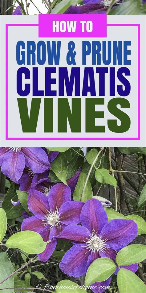 Check spelling or type a new query. Clematis Care: The Ultimate Guide To Planting, Growing and ...