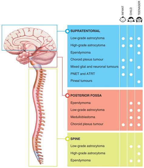 The central nervous system or cns include the brain and spinal cord. Central Nervous System Diagram For Kids / The Brain And ...