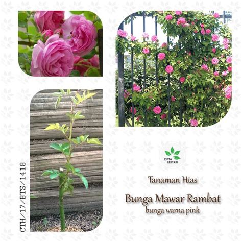 Jual Pohon Bunga Mawar Rambat Pink Tanaman Climbing Rose Unik Di