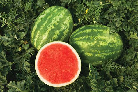 Sweet Dawn Triploid Seedless Watermelons Products