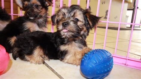 Adorable Chorkie Puppies For Sale Georgia Local Breeders Near Atlanta