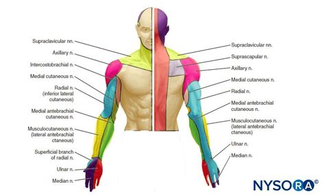 Cutaneous Blocks For The Upper Extremity Landmarks And Nerve Stimulator Technique NYSORA