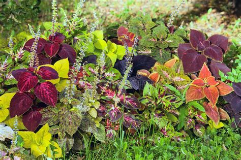 Autumn Colorful Leaves Coleus And Hypoestes Stock Image Image Of
