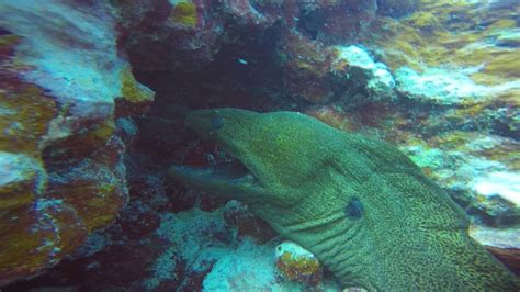 Moray Eel Dive Aitutaki
