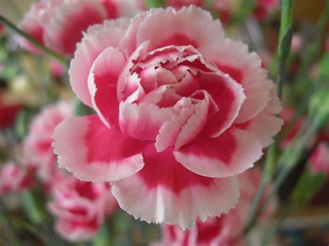Carnation Flower Seeds — Jack Seeds