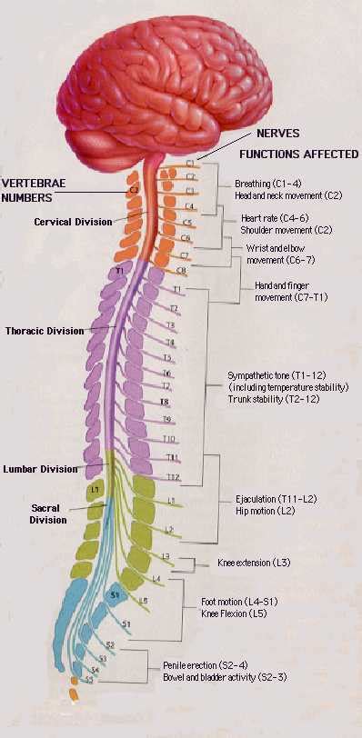 If you get the answers correct, you are doing great! 4 Divisions of the Spinal Cord