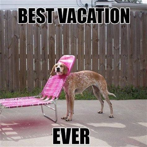 Sarcastic Dog Hates Vacation Silly Animals Funny Dog Memes Funny Dogs