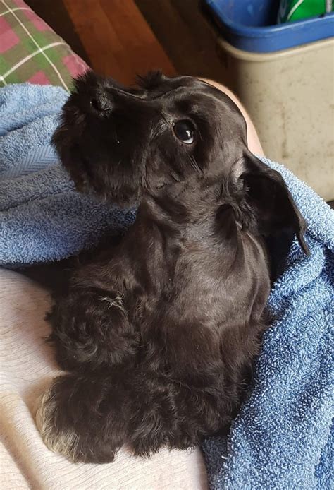 I do not have a kennel, all 4 of my dogs are my pets. Miniature Schnauzer Puppies For Sale | Portsmouth, OH #310656
