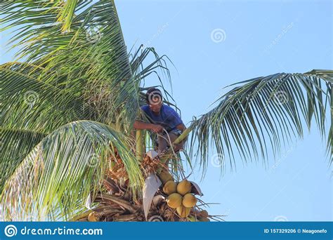 Man Climbing Coconut Trees To Harvest In The Garden At Samui Island