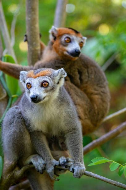 Crowned Lemur Photos Stock Photos Pictures And Royalty Free Images Istock