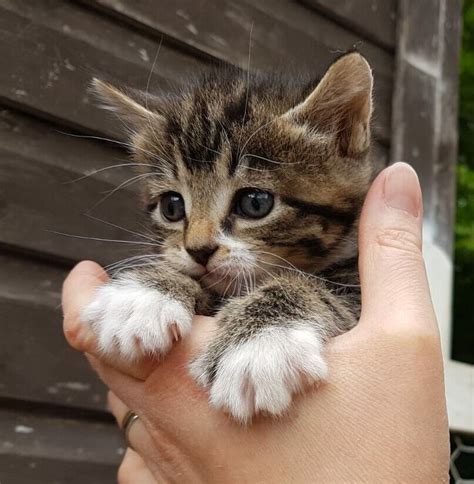 Adorable Tabby Kittens For Sale In Liphook Hampshire Gumtree