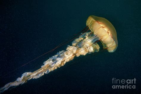 Sea Nettle Jellyfish Photograph By Alexander Semenovscience Photo Library