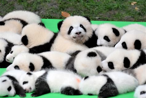 See 23 Baby Pandas Make Their World Debut In China Teen Vogue