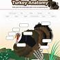 First Grade Turkey Worksheet