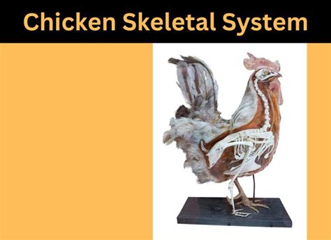 Chicken Skeletal System Ultimate Guide Zpoultry