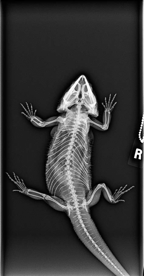100 Animal X Ray Pictures Ordinaryrafly