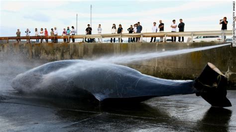 Un Court Orders Japan To Halt Whale Hunt Cnn