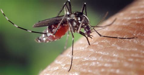 81 Cases Of Mosquito Virus Now Tallied In Florida