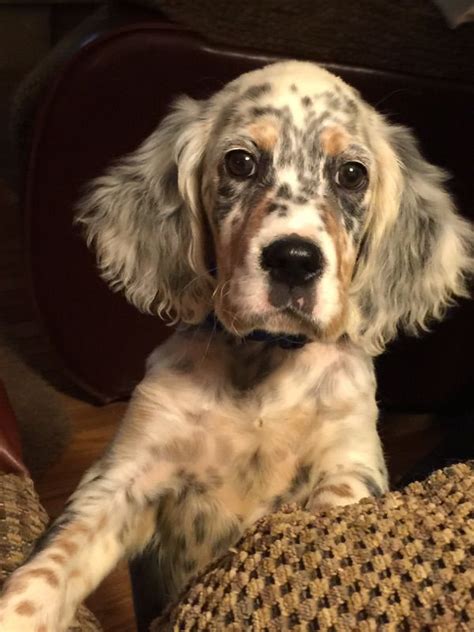 Our Friends English Setter Puppy 2 Months English Setter Puppies