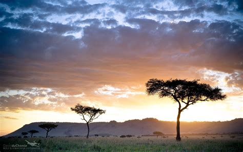 Download Kenya Safari At Sunset Wallpaper