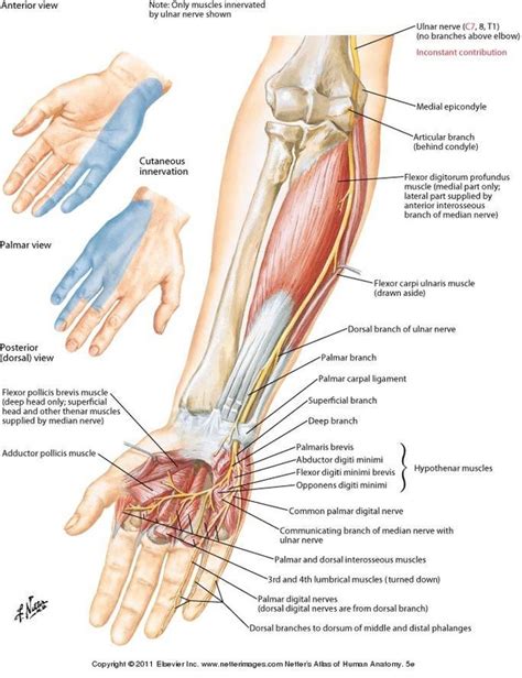 Ulnar Nerve Palsy Elbow Differential Diagnosis