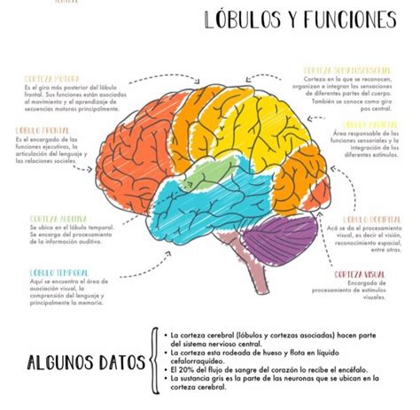 Lóbulos Del Cerebro Anatomia Del Cerebro Humano Imagenes De