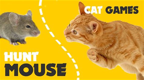 Hunt Little Mouse For Cats On Screen Cats Games Youtube