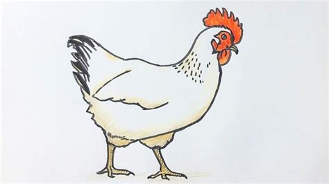Beginners How To Draw A Chicken Youtube