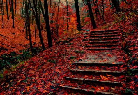 Autumn Steps Wallpaper Nature And Landscape Wallpaper Better