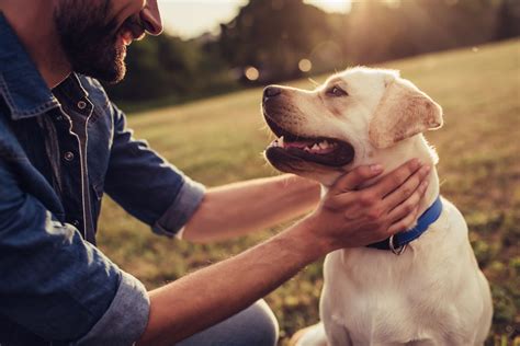 8 Tricks To Learn To Care Dogs At Home