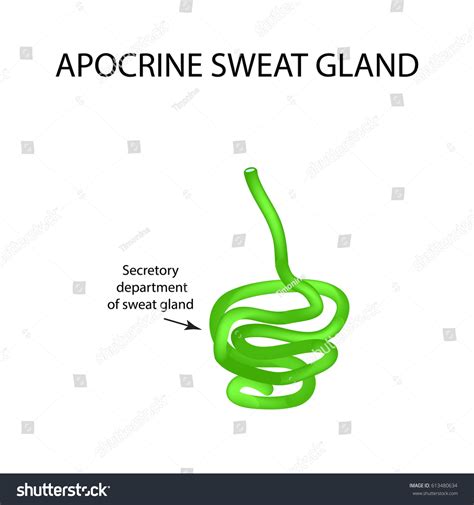 Structure Apocrine Sweat Gland Infographics Vector เวกเตอร์สต็อก ปลอด
