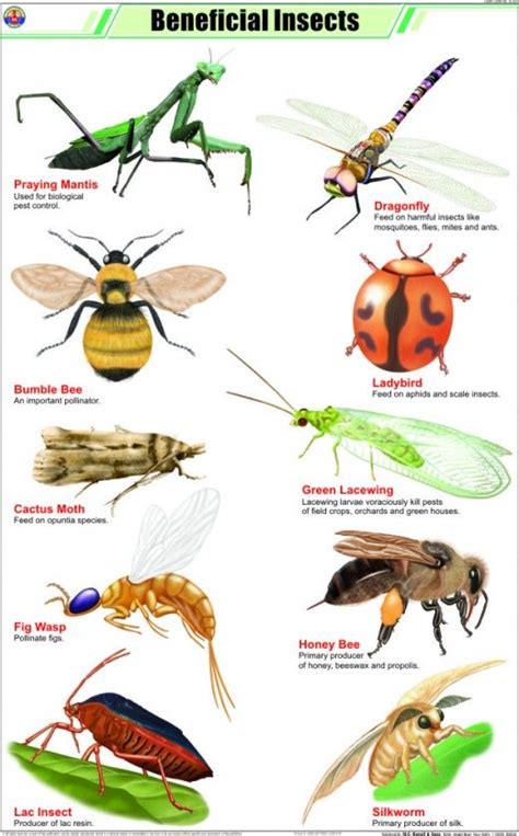 An Insect Identification Poster With Bugs And Insects On Its Back Side